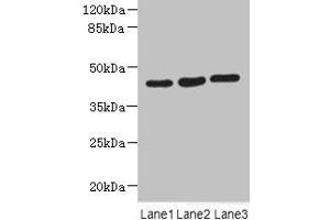 Western blot All lanes: MAPKAPK3 antibody at 4. (MAPKAP Kinase 3 anticorps  (AA 1-240))
