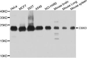 Western blot analysis of extracts of various cell lines, using CBX3 antibody (ABIN5971255) at 1/1000 dilution. (CBX3 anticorps)