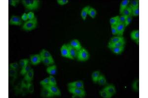 Immunofluorescence staining of HepG2 cells with ABIN7146195 at 1:100, counter-stained with DAPI.