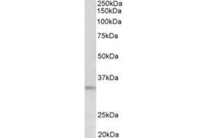 AP31956PU-N PI15 antibody staining of HeLa lysate at 0. (PI15 anticorps  (Internal Region))