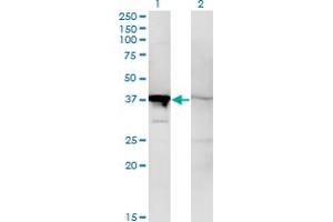 Western Blot analysis of MAPK14 expression in transfected 293T cell line by MAPK14 monoclonal antibody (M02), clone 1C9. (MAPK14 anticorps  (AA 2-100))
