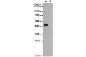 Western blot of Wnt5b A) transfected and (B) untransfected CHO-K1 cell lysate with WNT5B antibody at 1:1000. (WNT5B anticorps)