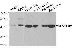 Western blot analysis of extracts of various cell lines, using SERPINB9 antibody. (SERPINB9 anticorps  (AA 1-376))