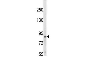 Western blot analysis of TrkA antibody and HepG2 lysate.
