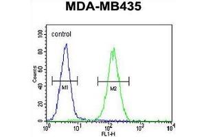 anti-SET and MYND Domain Containing 4 (SMYD4) (AA 548-576), (C-Term) antibody