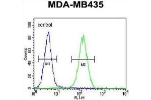 SMYD4 Antibody (C-term) flow cytometric analysis of MDA-MB435 cells (right histogram) compared to a negative control cell (left histogram). (SMYD4 anticorps  (C-Term))