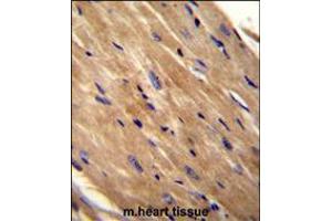 RHOJ Antibody immunohistochemistry analysis in formalin fixed and paraffin embedded mouse heart tissue followed by peroxidase conjugation of the secondary antibody and DAB staining. (RHOJ anticorps  (AA 131-159))