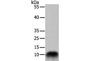 Western Blot analysis of 293T cell using COX7B Polyclonal Antibody at dilution of 1:700 (COX7B anticorps)