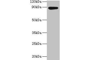 Western blot All lanes: AFG3L2 antibody at 2 μg/mL + EC109 whole cell lysate Secondary Goat polyclonal to rabbit IgG at 1/15000 dilution Predicted band size: 89 kDa Observed band size: 89 kDa (AFG3L2 anticorps  (AA 550-759))