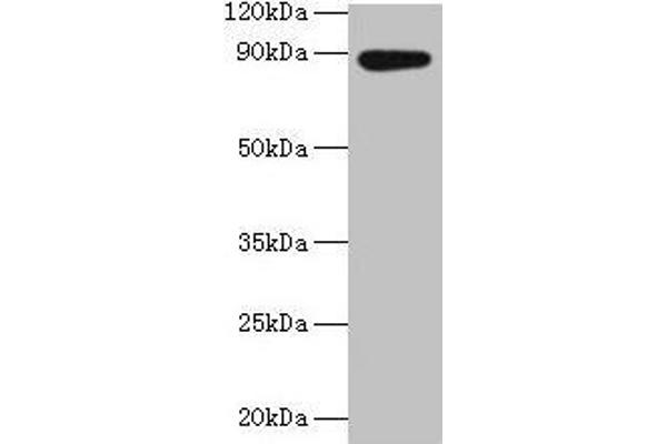 AFG3L2 抗体  (AA 550-759)