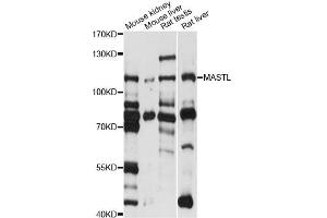 Western blot analysis of extracts of various cell lines, using MASTL antibody (ABIN6293357) at 1:1000 dilution. (MASTL anticorps)