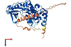 AlphaFold protein structure predicition of Human Recombinant MYLK4 Protein, UniprotID Q86YV6