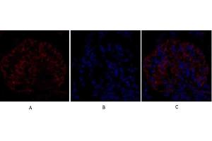 Immunofluorescence analysis of rat kidney tissue.