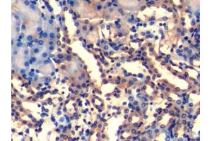 DAB staining on IHC-P; Samples: Mouse Kidney Tissue