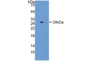 Western blot analysis of recombinant Mouse LAG3. (LAG3 anticorps  (AA 274-504))