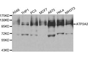Western blot analysis of extracts of various cell lines, using ATP2A2 antibody. (ATP2A2 anticorps)