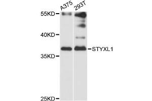 Western blot analysis of extracts of various cell lines, using STYXL1 antibody (ABIN6293878) at 1:3000 dilution. (STYXL1 anticorps)