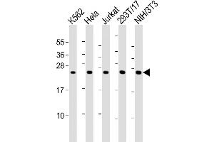 All lanes : Anti-PSMB3 Antibody (Center) at 1:2000 dilution Lane 1: K562 whole cell lysates Lane 2: Hela whole cell lysates Lane 3: Jurkat whole cell lysates Lane 4: 293T/17 whole cell lysates Lane 5: NIH/3T3 whole cell lysates Lysates/proteins at 20 μg per lane. (PSMB3 anticorps  (AA 150-185))