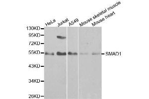 Western blot analysis of extracts of various cell lines, using SMAD1 antibody. (SMAD1 anticorps  (AA 20-240))
