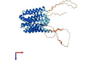 AlphaFold protein structure predicition of Human Recombinant SLC16A8 Protein, UniprotID O95907