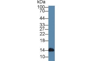 Detection of aLA in Bovine Milk using Polyclonal Antibody to Alpha-Lactalbumin (aLA) (LALBA anticorps  (AA 24-141))