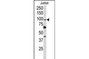 Western blot analysis of POLD1 Antibody (Center) (ABIN650753 and ABIN2839484) in Jurkat cell line lysates (35 μg/lane).