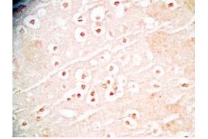 Mouse brain tissue was stained by Rabbit Anti-Augurin Prepro (108-132) (Human) Antibody (C2orf40 anticorps  (Preproprotein))