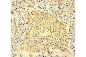 Immunohistochemistry of paraffin-embedded human pancreatic tissue using ABIN7153002 at dilution of 1:100