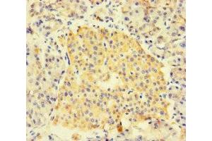 Immunohistochemistry of paraffin-embedded human pancreatic tissue using ABIN7153002 at dilution of 1:100 (FNIP1 anticorps  (AA 221-508))