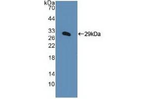 Western blot analysis of recombinant Human KPNa1. (KPNA1 anticorps  (AA 239-506))