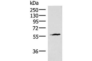 Western blot analysis of Mouse heart tissue lysate using INSM2 Polyclonal Antibody at dilution of 1:400 (INSM2 anticorps)