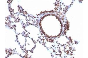 Image no. 3 for anti-Nuclear Antigen antibody (ABIN3023839) (Nuclear Antigen anticorps)