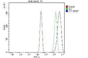 Flow Cytometry analysis of A431 cells using anti-YY1 antibody (ABIN7603000). (YY1 anticorps  (Middle Region))