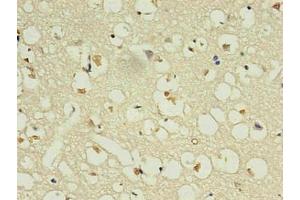 Immunohistochemistry of paraffin-embedded human brain using ABIN7161735 in 30 μg/mL dilute concentrations. (NPPB anticorps)
