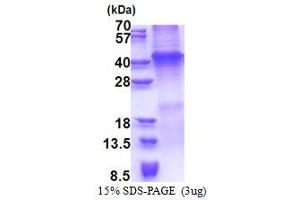 SDS-PAGE (SDS) image for Wingless-Type MMTV Integration Site Family, Member 7A (WNT7A) (AA 32-349) protein (His tag) (ABIN5853283)