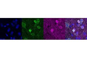 Immunohistochemistry (IHC) image for anti-Purkinje Cell Protein 4 (PCP4) antibody (ABIN7456054) (PCP4 anticorps)