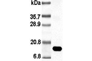 Western blot analysis using anti-Leptin (rat), pAb (Biotin)  at 1:1'000 dilution. (Leptin anticorps  (Biotin))