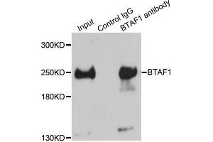 Immunoprecipitation analysis of 150ug extracts of HeLa cells using 3ug BTAF1 antibody (ABIN2561475). (BTAF1 anticorps)