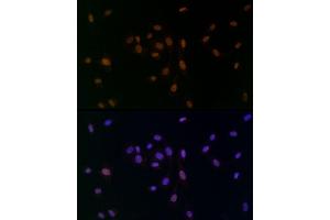Immunofluorescence analysis of NIH/3T3 cells using TCE Rabbit mAb (ABIN7270877) at dilution of 1:25 (40x lens). (TCEA1 anticorps)