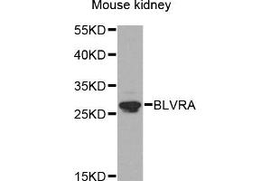Western blot analysis of extracts of mouse kidney, using BLVRA antibody (ABIN5971952) at 1/1000 dilution. (Biliverdin Reductase anticorps)