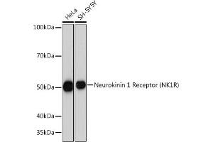 Western blot analysis of extracts of various cell lines, using Neurokinin 1 Receptor (NK1R) (NK1R) Rabbit mAb (ABIN7270711) at 1:1000 dilution. (TACR1 anticorps)