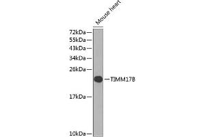 Western blot analysis of extracts of mouse heart, using TIMM17B antibody (ABIN6133375, ABIN6149166, ABIN6149167 and ABIN6224551) at 1:1000 dilution. (TIMM17B anticorps  (AA 1-172))