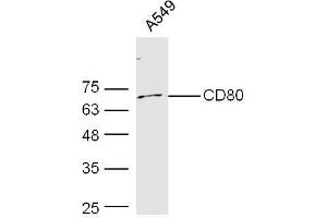 Human A549 probed with Rabbit Anti-CD80 Polyclonal Antibody, Unconjugated  at 1:300 overnight at 4˚C. (CD80 anticorps  (AA 111-265))
