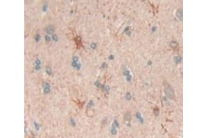 IHC-P analysis of Human Tissue, with DAB staining. (BMPER anticorps  (AA 40-289))