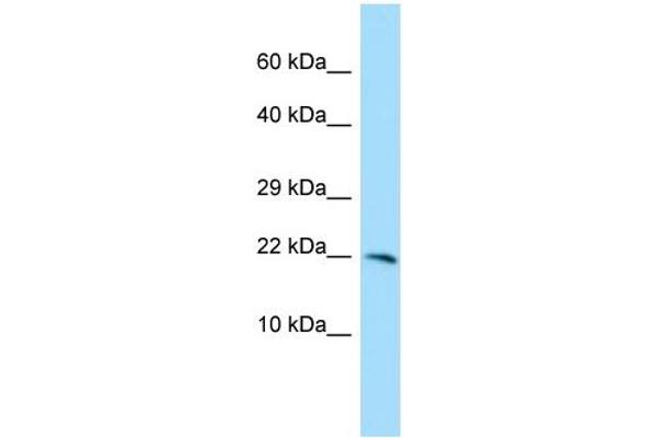 EOLA1 anticorps  (C-Term)