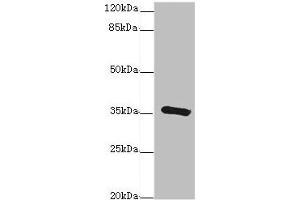 Western blot All lanes: GDAantibody at 1. (GDA anticorps  (AA 165-454))