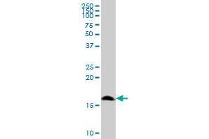 POLR1D MaxPab polyclonal antibody. (POLR1D anticorps  (AA 1-133))