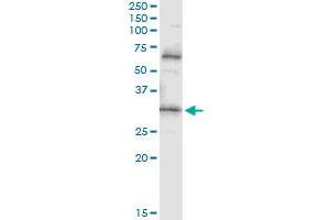 Immunoprecipitation of PDYN transfected lysate using anti-PDYN monoclonal antibody and Protein A Magnetic Bead , and immunoblotted with PDYN MaxPab rabbit polyclonal antibody.
