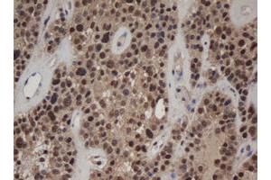 Image no. 2 for anti-Jun Proto-Oncogene (JUN) antibody (ABIN1498937)