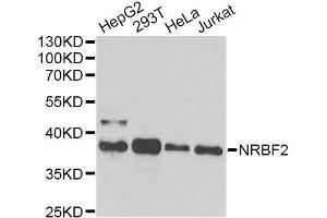 Western blot analysis of extracts of various cell lines, using NRBF2 antibody. (NRBF2 anticorps  (AA 10-220))